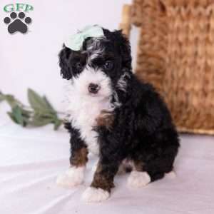 Keri, Mini Bernedoodle Puppy